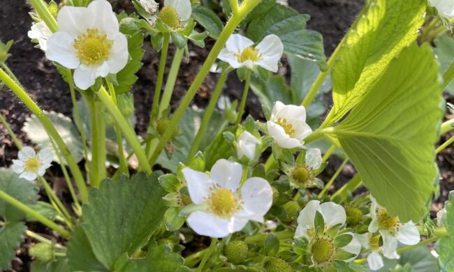 Foodscaping – A kertészkedés új dimenziója