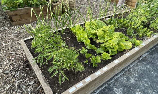 Foodscaping – A kertészkedés új dimenziója