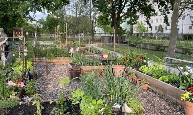 Foodscaping – A kertészkedés új dimenziója