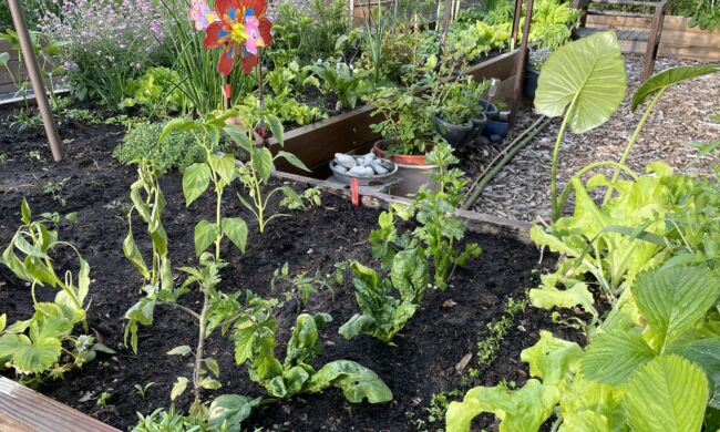 Foodscaping – A kertészkedés új dimenziója