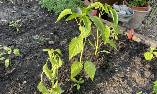 Foodscaping – A kertészkedés új dimenziója