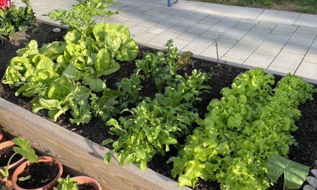 Foodscaping – A kertészkedés új dimenziója