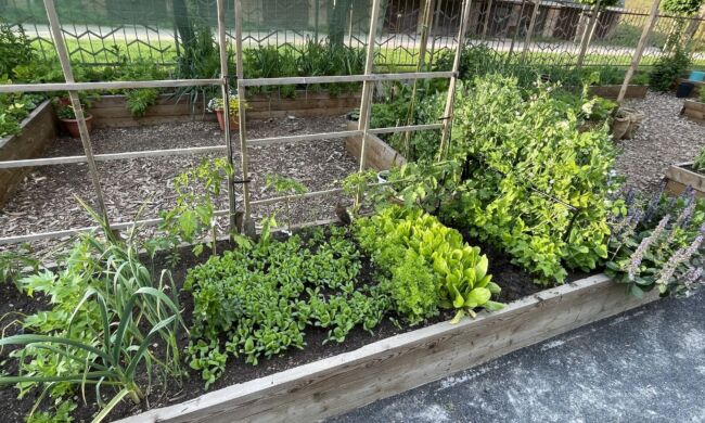 Foodscaping – A kertészkedés új dimenziója