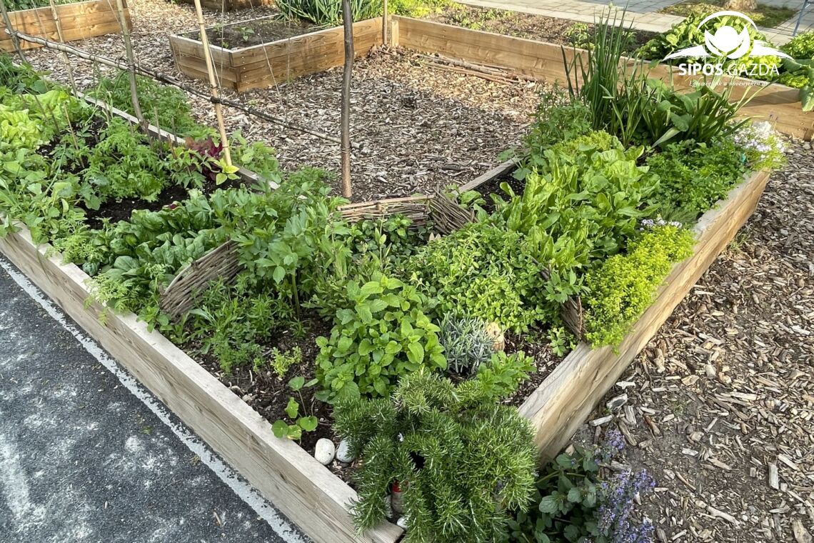 Foodscaping – A kertészkedés új dimenziója
