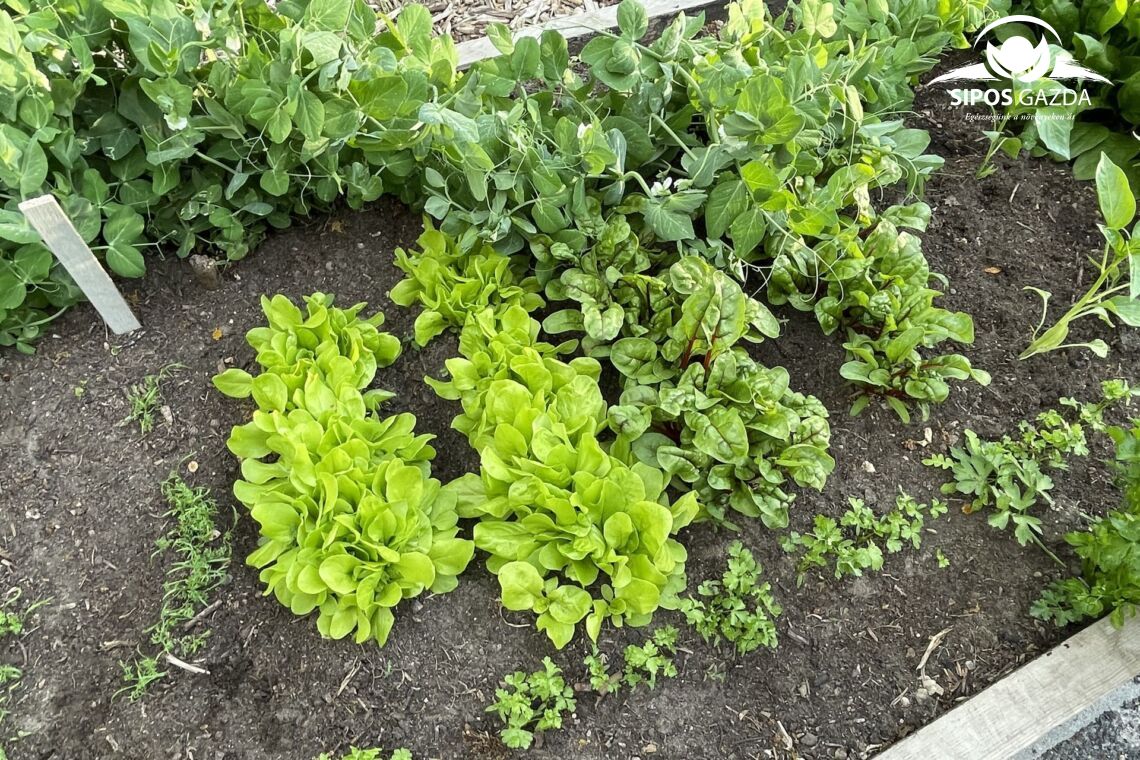 Foodscaping – A kertészkedés új dimenziója