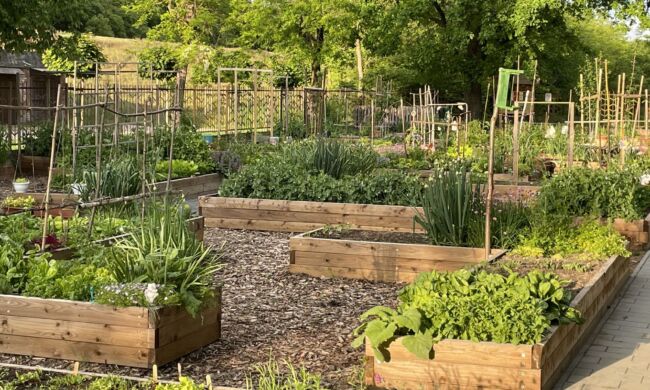 Foodscaping – A kertészkedés új dimenziója