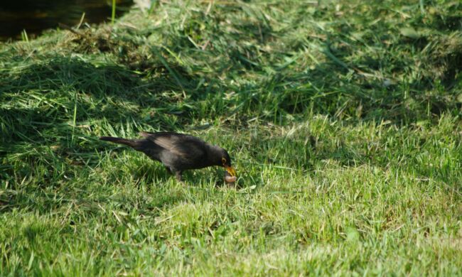 Így lesz sokszínű és élő a kert közössége