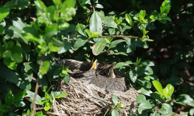 Így lesz sokszínű és élő a kert közössége