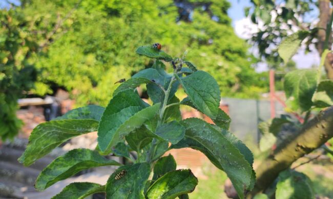 A biológiai növényvédelem eszköztárában többféle módszer szerepel