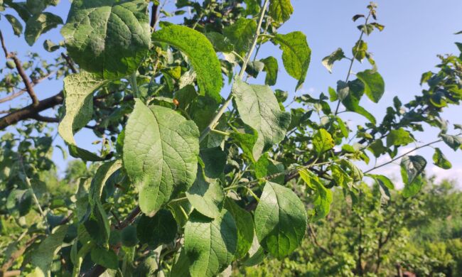 A biológiai növényvédelem eszköztárában többféle módszer szerepel