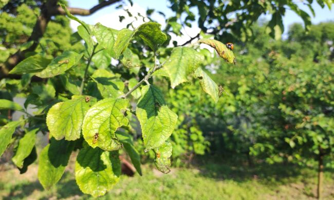 A biológiai növényvédelem eszköztárában többféle módszer szerepel