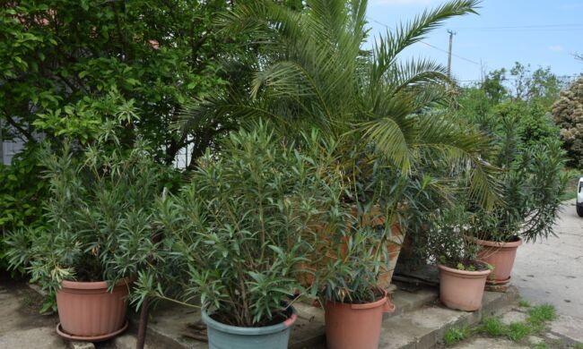 Így lesz sokszínű és élő a kert közössége