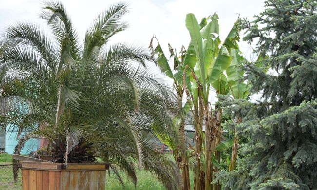 Így lesz sokszínű és élő a kert közössége